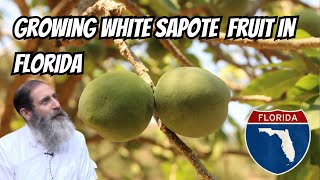 Growing White Sapote In Florida