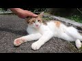 猫動画 ♪可愛いキジ白がにゃ～にゃ～とじゃれてきたよ♪ 感動 野良猫