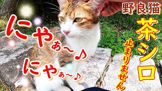 猫動画 ♪可愛いキジ白がにゃ～にゃ～とじゃれてきたよ♪ 感動 野良猫