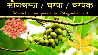 सोनचाफा - चम्पा - चम्पक - Michelia champaca Linn. Family - Magnoliaceae