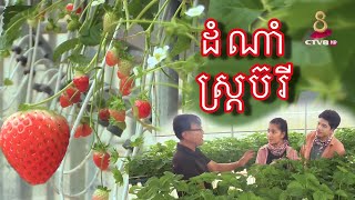 បច្ចេកទេសដាំដំណាំស្ត្រប៊រីលើខ្នងភ្នំបូកគោ