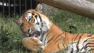 アムールトラ　アースくん　草の上でゴローンです　【のんほいパーク】Amur tiger Earth-kun Toyohashi Zoo