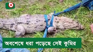 অবশেষে ধরা পড়েছে সেই কুমির