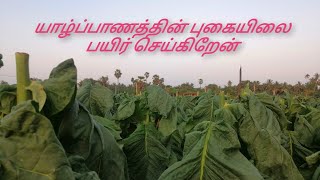 யாழ்ப்பாணத்தின் புகையிலைப் பயிர்செய்கை jaffna tobacco (mrjkvlog) #jaffnanews #rendingvideo