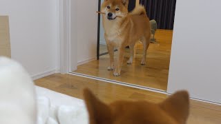 .A Shiba Inu who is afraid of her sister and does not come to her bedroom.