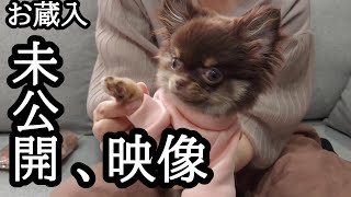 【未公開映像】生後４カ月の子犬チョコタンちわわのくまる。