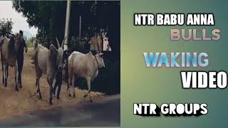 NTR GROUPS WAKING VIDEO