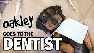 Ep 12: Oakley Goes to the DENTIST! - Cute Dachshund Video