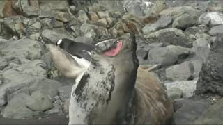 Penguin Fails