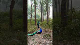 Beautiful peacock with boy in forest #nature #forestbirdssounds #naturedocumentary #ytshorts