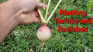 Broadcasting turnip and radish seeds into pasture