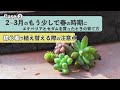 【多肉植物】超初心者におすすめ！冬に買った多肉の育て方を解説！