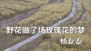 野花做了场玫瑰花的梦--杨友友