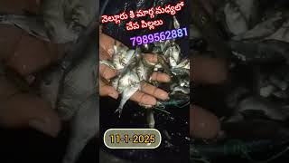 శ్రీకాళహస్తి కి వెళ్తున్న మన చేప పిల్లలు // 7989562881 // #fishseeddelivery