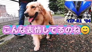 ゴールデンレトリバー🐶の散歩ルーティン\u0026バイクの近況💨