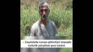 Zaqatalada icarəyə götürdüyü torpaqda narkotik yetişdirən şəxs tutulub #xeberler #xəbərlər #shorts