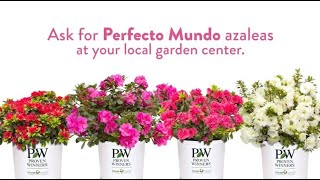 Perfecto Mundo® Azaleas - The Total Package