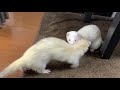 バトル開始3秒前？！　フェレットフクともちおの成長日記　ferret　growth　diary