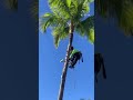 I'm scared to see a man coming down from the 🌴 Страшно смотреть как высоко рабочий на пальме🌴