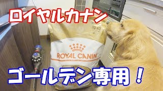 ロイヤルカナンの開封を心待ちにするゴールデンレトリバージョイ