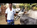 fantastic hallikar male calf dasarahalli don son.