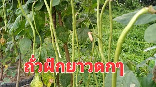 อัปเดตถั่วฝักยาว ผักสวนครัว ปลูกผักกินเอง จินตนาปลูกผัก Chintana Garden