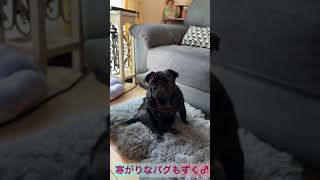 飼い主の圧に負けて席を譲るパグ　#shorts