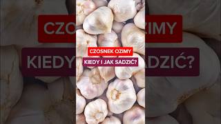 CZOSNEK OZIMY 🧄 - kiedy i jak sadzić? #shorts