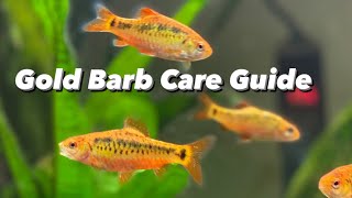 Gold Barb Care Guide - Perfect Beginner Temperate Fish (Schuberti Barb , Chinese Barb , Golden Barb)