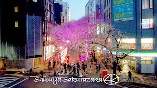 4K 2022 Japan,Tokyo Cherry blossoms in Shibuya and Sakuragaoka Sakurazaka