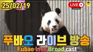 25년 02월 19일 푸바오 영상 라이브 방송(25.02.19 Fubao Live Broad Cast) : 10월 푸바오 영상 보기~❤❤