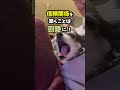 犬に触れた時にあくびをする理由がショックすぎる！ shorts