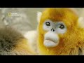 a newborn in the troop the hidden kingdoms of china हिंदी s1 e5 nat geo wild