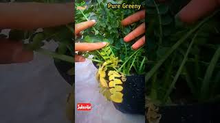 Yellow Leaves of Radishes! | Pure Greeny