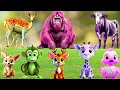 Lovely Animal Sounds: Raccoon, Hippo, Pig, Skunk, Stoat | Animal Moments