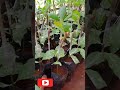 grafted cashew plants for sale cashewgrafting gardening