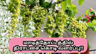 மாடித்தோட்டம் திராட்சை கொடி வளர்ப்பு https://youtu.be/HtUyShvJHz4