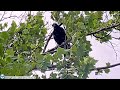 USS Bald Eagle Cam  3 on 7-10-24 @ 17:12   Close up of Lucky on branch above the bat branch