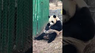 熊猫金虎送妙音一块大石头 #panda #pandacub #funny #giantpanda #cute #pandachina #pets #animals #パンダちゃん #パンダちゃん