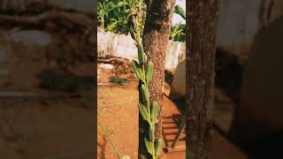 എള്ള് ചെടി പൂത്തു കായ്ച്ചപ്പോൾ #garden #plants #plant #krishi #mindblowing #satisfying