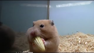 Süße Hamster Fressen und stopfen sich die Backen voll, total niedliche kleine Nagetiere