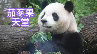 圓寶在茄苳果天堂的日子 往事只能回味 無法回味...因為都被摘光啦 20241206