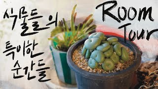 [RoomTour]기술이 발달하면 식물도 진화한다. 탈색하는 식물들, 탈피하는 식물들, 털달린 식물들, 뿌리의 털들