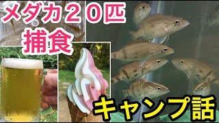 ナンシオヤニラミ飼育記録＃４　メダカ２０匹瞬で食べる　とキャンプ報告　「熱帯魚」「アクアリウム」