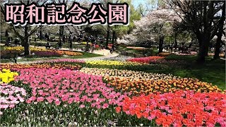 2019 昭和記念公園チューリップ🌷🌷🌷桜🌸🌸🌸 Showakinen park, Tokyo