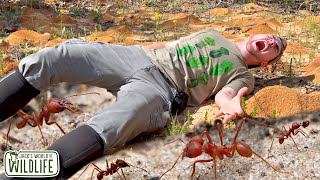 Laying In The BIGGEST ANT NEST I'VE EVER SEEN! Texas LEAF CUTTER ANTS!