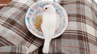 シードを食べる練習【文鳥】【Java sparrow】