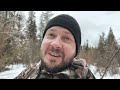 snowshoe hare hunting in spring 2022 british columbia