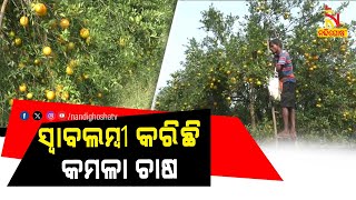 କମଳା ଚାଷ କରି ସ୍ୱାବଲମ୍ବୀ ଶିକ୍ଷିତ ଯୁବକ | Nandighosha TV