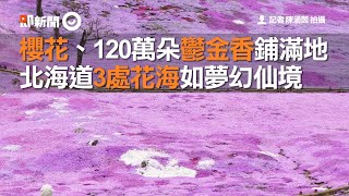 櫻花、120萬朵鬱金香鋪滿地　北海道3處花海如夢幻仙境